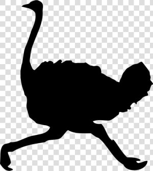 Common Ostrich Bird Clip Art Vector Graphics Silhouette   Ostrich Silhouette Png  Transparent Png