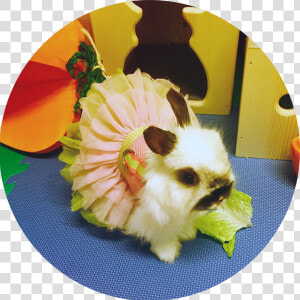 Bunny Stressbusters Circle Small   Hamster  HD Png Download