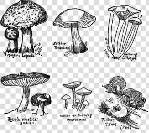 Mushroom Fungi Botanical Art Drawings Illustration   Edible Mushroom  HD Png Download