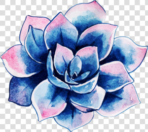 Echeveria  HD Png Download