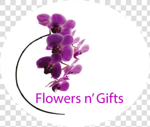 Orchids  HD Png Download