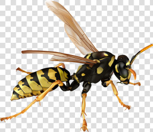 Transparent Hornet Png   Wasp Transparent  Png Download