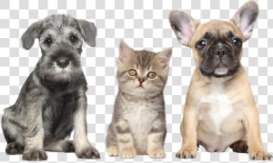 Copyright Free Images Dog  HD Png Download