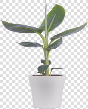 Houseplant  HD Png Download