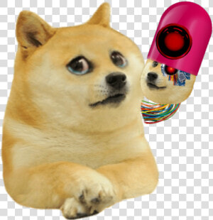 Lil Bro Doge  HD Png Download