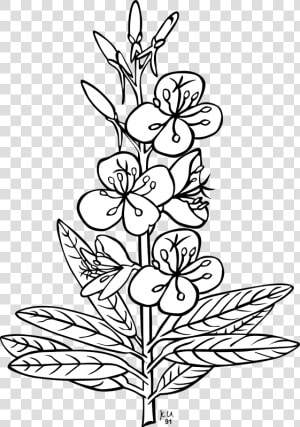 Flower Plant Outline Clipart   Png Download   Santan Plant Clipart Black And White  Transparent Png