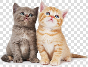 Cat Png Pic   Cat With White Background  Transparent Png
