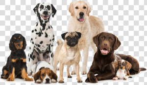 Dogs Png   Best Dog Breeds  Transparent Png