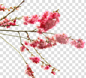High Quality Cherry Blossom Cliparts  HD Png Download