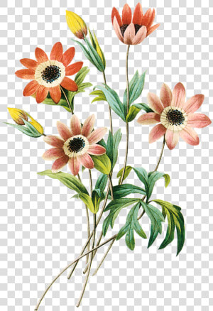 Imagens Png Flores   Pencil Drawing Flower Images With Color  Transparent Png
