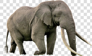 Elephant Png Image   Biggest Animal In Africa  Transparent Png