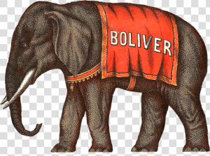 Elephant elephants And Mammoths indian Elephant terrestrial   Circus Elephant Illustration  HD Png Download