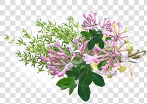 Thyme Transparent Background  HD Png Download