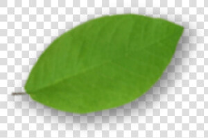 Swamp Birch  HD Png Download