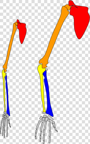 Ball And Socket Joint Gibbon Wrist  HD Png Download