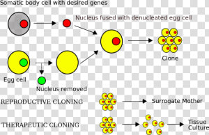 Somatic Cell Nuclear Transfer Steps  HD Png Download
