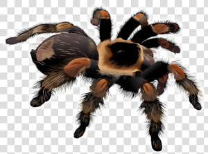 Free Tarantula Clip Art   Tarantula Png  Transparent Png