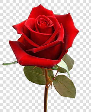 Single Valentine S Day Roses For Flower Sale Fundraiser   Floribunda  HD Png Download