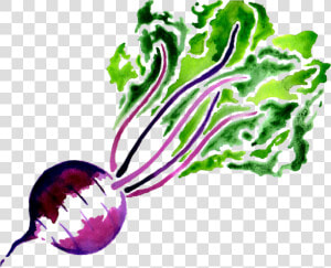 Beet Png Image   Portable Network Graphics  Transparent Png