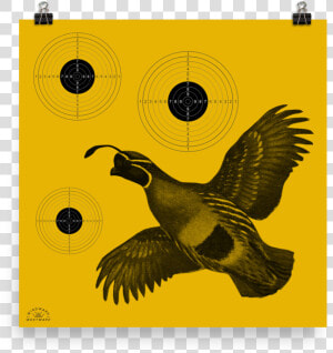 Quail Target  HD Png Download
