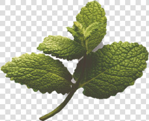 Slippery Elm  HD Png Download