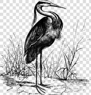 The Crane Lake Mascot   Vintage Heron Illustration  HD Png Download