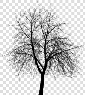 Course Content Visualizing Landscape Dynamics   Dynamic   Dead Tree Silhouette Png  Transparent Png