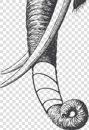 Elephant Trunk Dark   Sketch  HD Png Download