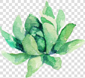  watercolor  plant  aesthetic  suculent   Watercolor Plant Png  Transparent Png