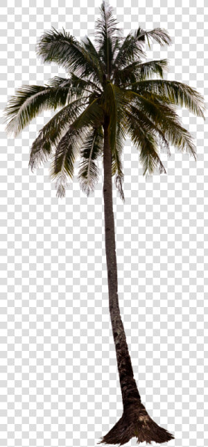 Palm Tree Png  Palm Trees  Tree Render  Photoshop    Palm Tree Photoshop Png  Transparent Png