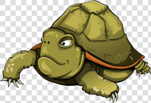 Tortoise  Turtle  Shell  Green  Animals   Turtle Vector  HD Png Download