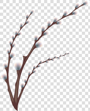Transparent Olive Branches Png   Willow Tree Branch Transparent  Png Download