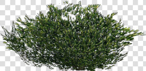 Arbusto 3d   Arbusto   Acca Software   Arbustos Png  Transparent Png