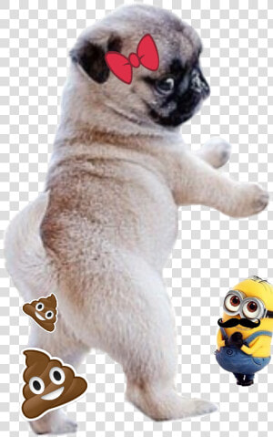 Pooping Dog  HD Png Download