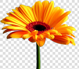 Marigold Clipart Flower Tumblr Pencil And In Color   Beautiful Flowers All Flower Hd Image Download  HD Png Download