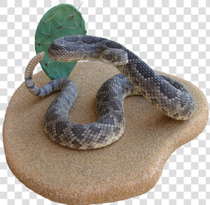 Rattlesnake Hognose Boa Constrictor Kingsnakes   Serpent  HD Png Download