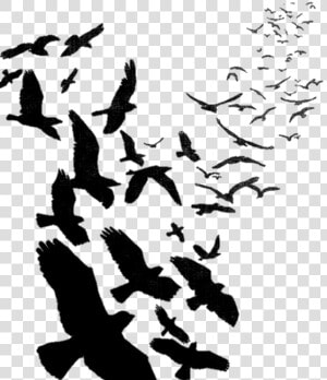 Transparent Pajaros Png   Transparent Background Flying Crows Png  Png Download