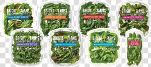 Snow Peas  HD Png Download