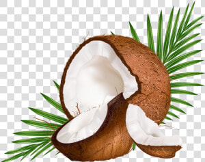 Water Euclidean Coconut Vector Milk Png Free Photo   Vector Coconut Leaf  Transparent Png