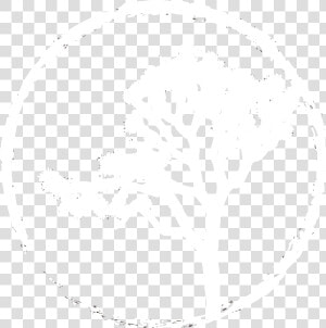 Joshua Tree Png  Transparent Png