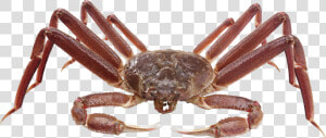 Crab Png   Spider Crab Transparent Background  Png Download