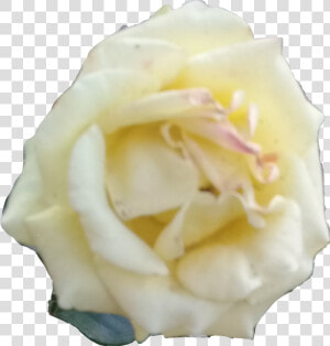 Rosa Blanca   Png Download   Floribunda  Transparent Png
