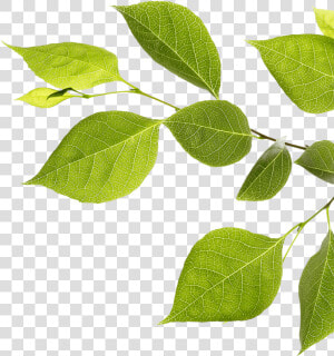 Branch With Green Leaves   Twig  HD Png Download