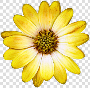 Ethiopian New Year Picture Flower  HD Png Download