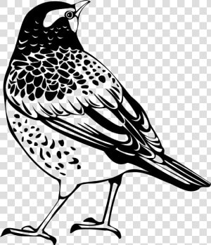 Transparent Feather Silhouette Png   Thrush Black And White  Png Download