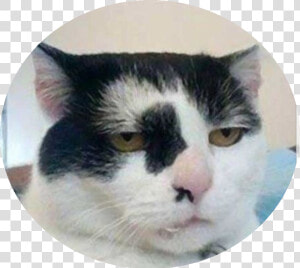 Go On Impress Me Cat  HD Png Download