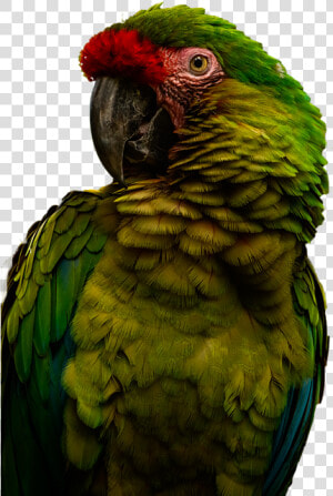 Parakeet  HD Png Download