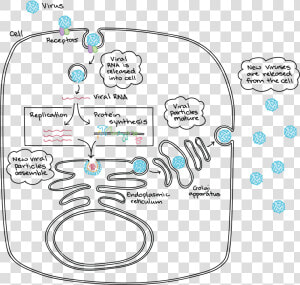 Life Cycle Of Zika Virus Pdf  HD Png Download