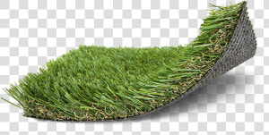 Moss  HD Png Download
