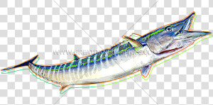 Funky Production Ready Artwork   Ray finned Fish  HD Png Download